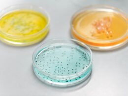 Laboratuvarda petri kapları
